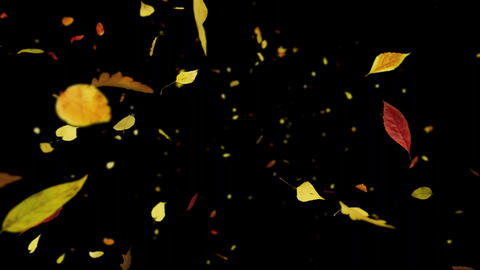 Falling Autumn Leaves on Transparent Background - 3D Animation of Falling Leaves