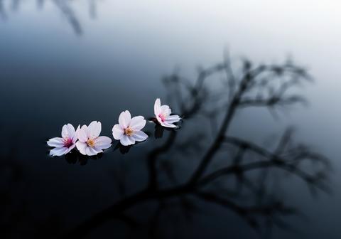 Three delicate pink cherry blossoms floating on dark water reflecting a bare tree