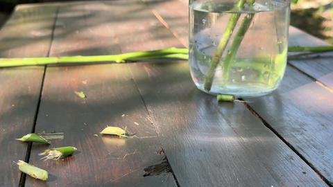 preparing rose cuttings for cloning