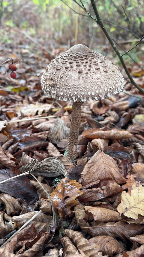 forest autumn umbrella mushroom in a clearing
