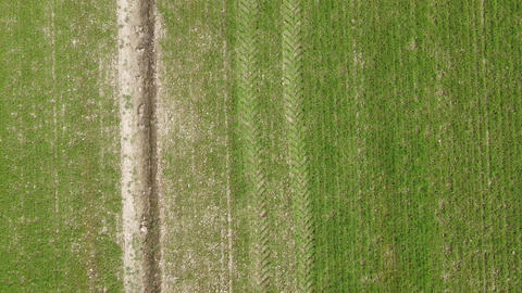 cereal crop field in the first growth phase, drone view