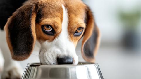 Dog Enjoys Premium Food in Clean Bowl While Relaxing Indoors During the Day