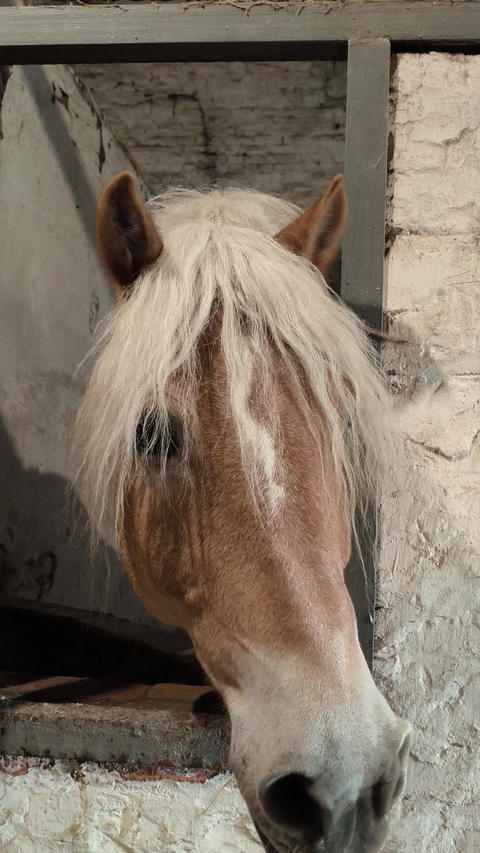 Horse stallion in the stall Haflinger breed Dark palomino coat color