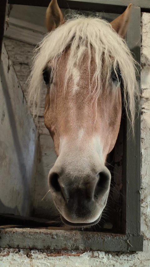 Haflinger stallion horse stuck his muzzle out of the stall window and chews. Close up of the nose
