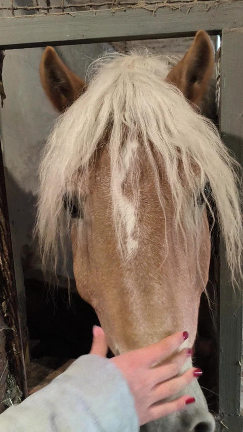 Horse stallion Haflinger breed in a stall reaches for hand. Dark palomino coat color. Front view