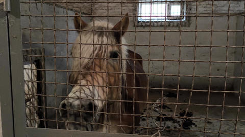 Horse stallion in the stall Haflinger breed. Dark palomino coat color. View through the grille
