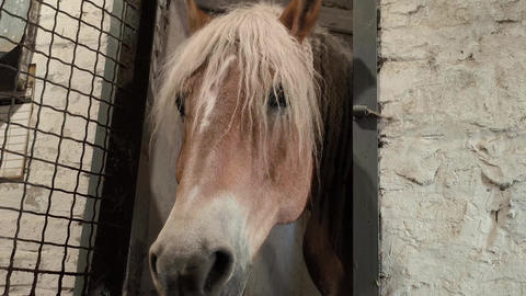 Horse stallion in the stall Haflinger breed. Dark palomino coat color. Horse stuck its muzzle out