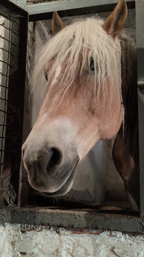 The stallion horse stuck his muzzle out of the stall window and licks his lips with his tongue
