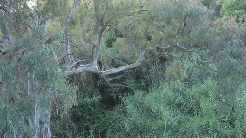 Wild eucalyptus tree at sunset