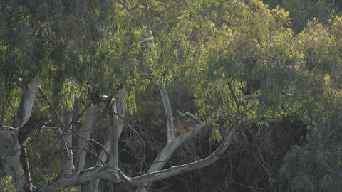 Eucalyptus tree at sunset