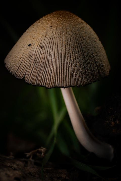 Gentle illumination highlights detailed mushroom features