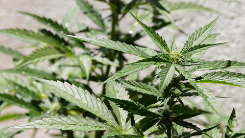 Marijuana leaves a sunny day