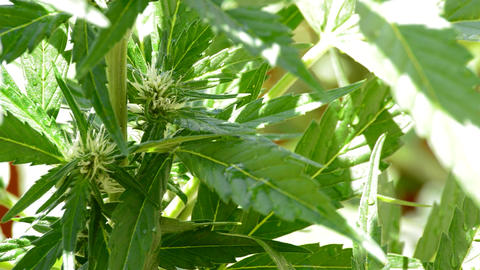 Marijuana leaves cannabis with water droplets