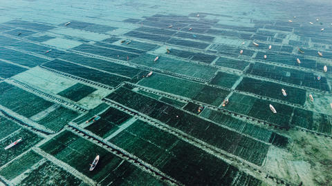 Ocean seaweed farm on Lembongan island in Indonesia