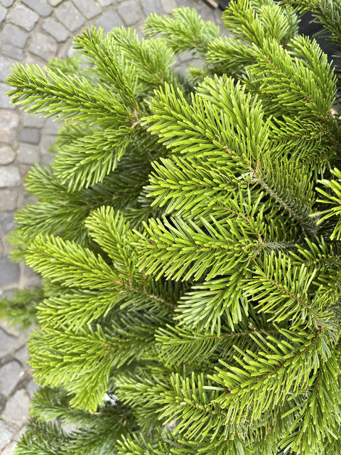 Bright green fir-tree branches festive winter holidays or simple natural