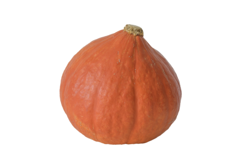 Natural pumpkin with natural texture Close up transparent background