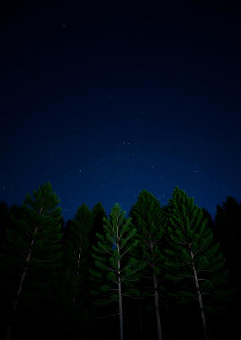 Night forest with pine trees dark night sky and many stars night forest landscape night sky night