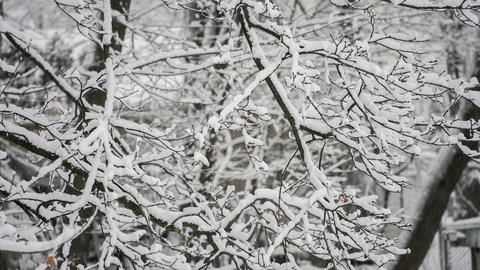 Snow covers tree branches during winter season