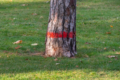 Tree with red mark. A line on the bark of a tree (label) indicates that it needs to be cut down