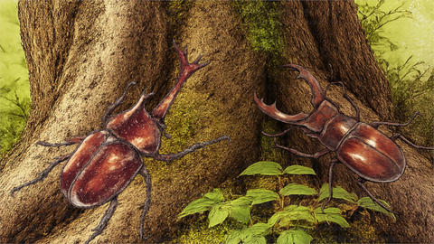 Rhinoceros beetle and stag beetle transition