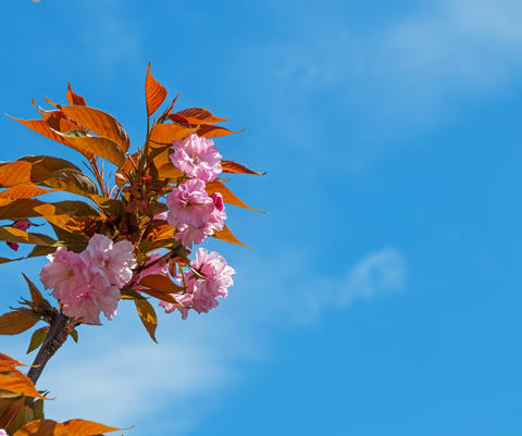 Pink flowers on a tree branch close-up against the blue sky. Spring bloom