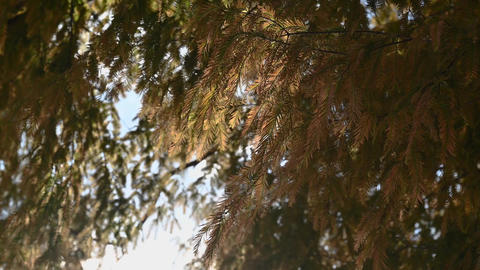Autumn Conifer Tree with Colored Leaves Swaying in the Wind | Close-Up Nature Footage