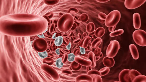 Microscopic view of red and white blood cells flowing through a human blood vessel. Concept of