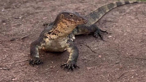 lizard monitor, lizard, varanus alert monitor lizard perched pond edge with rippled green