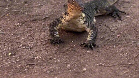 lizard monitor, lizard, varanus alert monitor lizard perched pond edge with rippled green