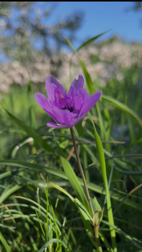 Wildflowers swaying in the gentle breeze. Spring concept