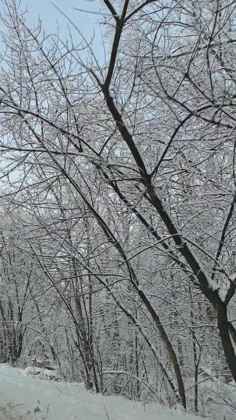 05SnowWood