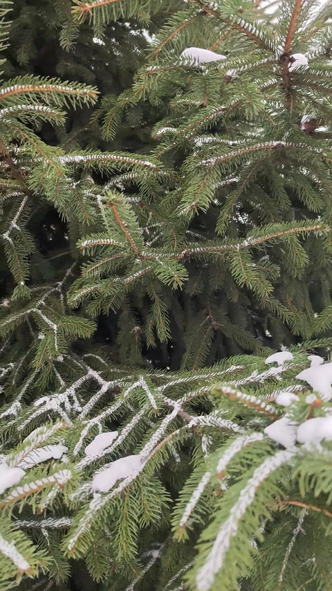 03FirTreeWithSnow