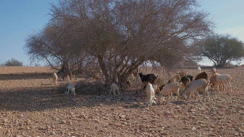 Goats climb onto the branches of an aragan tree to feed. Agadir, Morocco