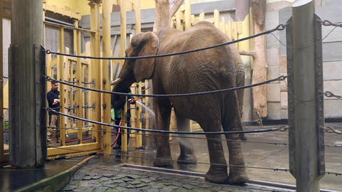 large Asian elephant. Zoo keepers washing a large elephant with a water hose