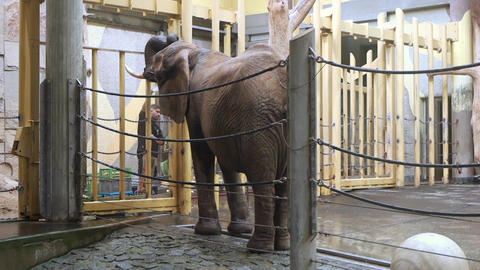 large Asian elephant. Zoo keepers washing a large elephant with a water hose
