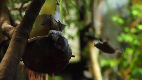 Many small bats perched near a yellow bird feeder surrounded by green bamboo