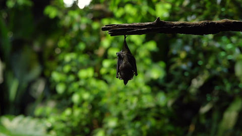 Two bats hanging upside down on a branch in a lush green environment. The