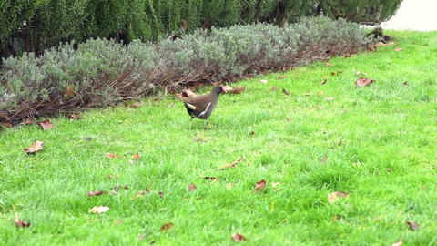 A small brown bird stands on green grass near a bush. The scene captures a