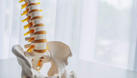 Model of the spine and pelvis - A bright image of a clinic