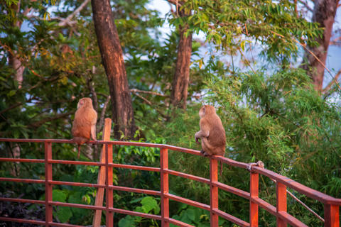 Thailand Bangkok Monkeys Wildlife Sitting on Railing