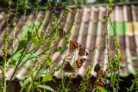 Colorful Butterflies Resting on Lush Green Plants Under the Bright and Warm Sunlight