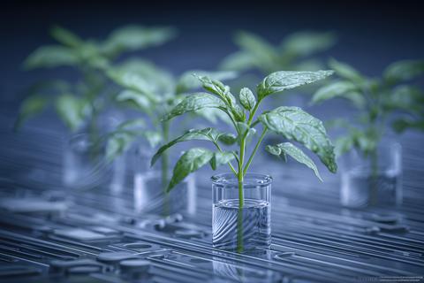 Genetically Engineered Plant Sprouts in a Laboratory Setting Under Controlled Conditions