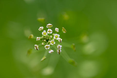 Symmetrical white wildflower cluster macro with green bokeh, nature close-up