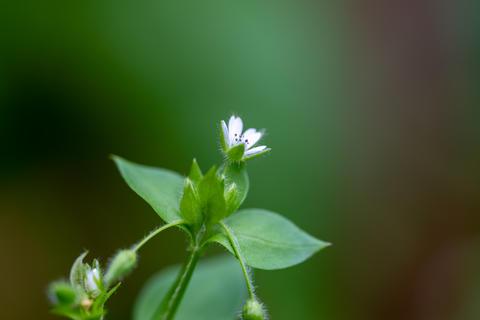 Single white chickweed flower macro with fuzzy green leaves, nature close-up