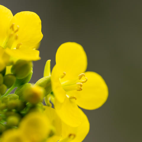 Vibrant yellow rapeseed flowers macro in full bloom, nature close-up