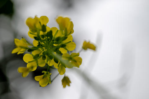 Yellow rapeseed flower cluster macro with soft gray bokeh, nature close-up