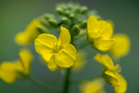 Bright yellow rapeseed flowers macro in full bloom, green bokeh background