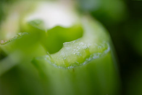 Hollow green plant stem cross-section macro with fine hairs, nature close-up