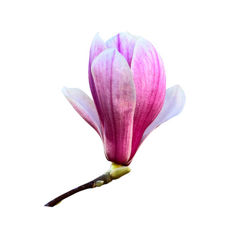 Magnolia flower head first spring plant with delicate petals close up, garden