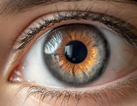 Macro detail of a human eye, brown iris with strong detail and sharpness. Macro